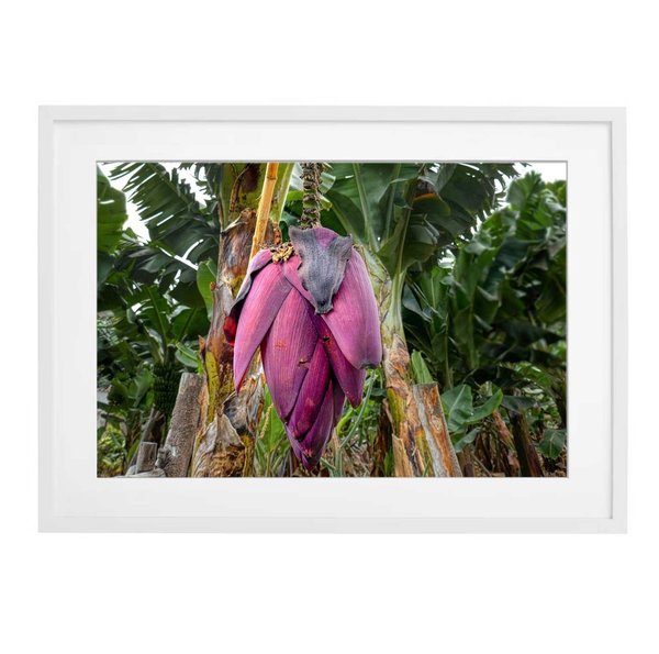 Art-Collection 03 »Banana Tree«